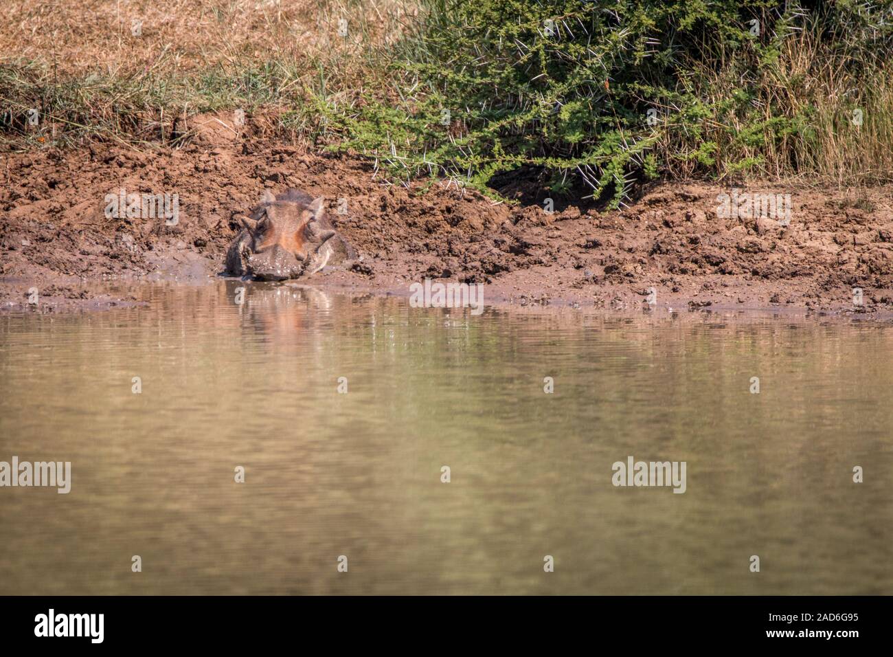 A Warthog relaxing next to the water. Stock Photo