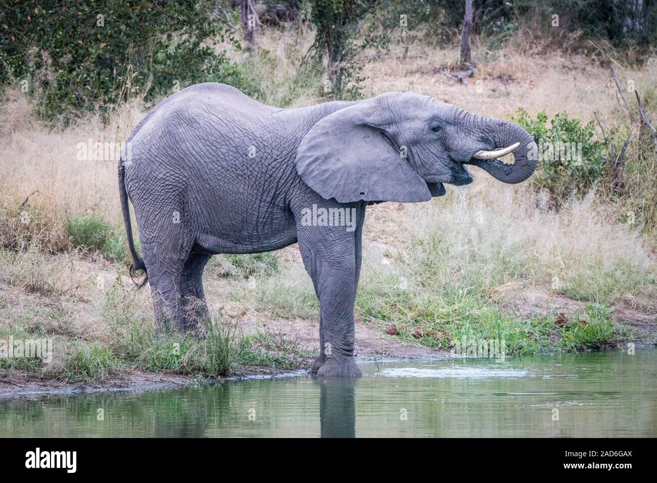 An Elephant drinking from the waterhole. Stock Photo