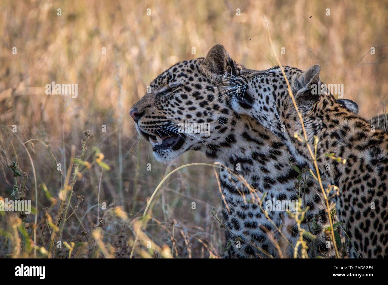 Two Leopards bonding in the grass. Stock Photo
