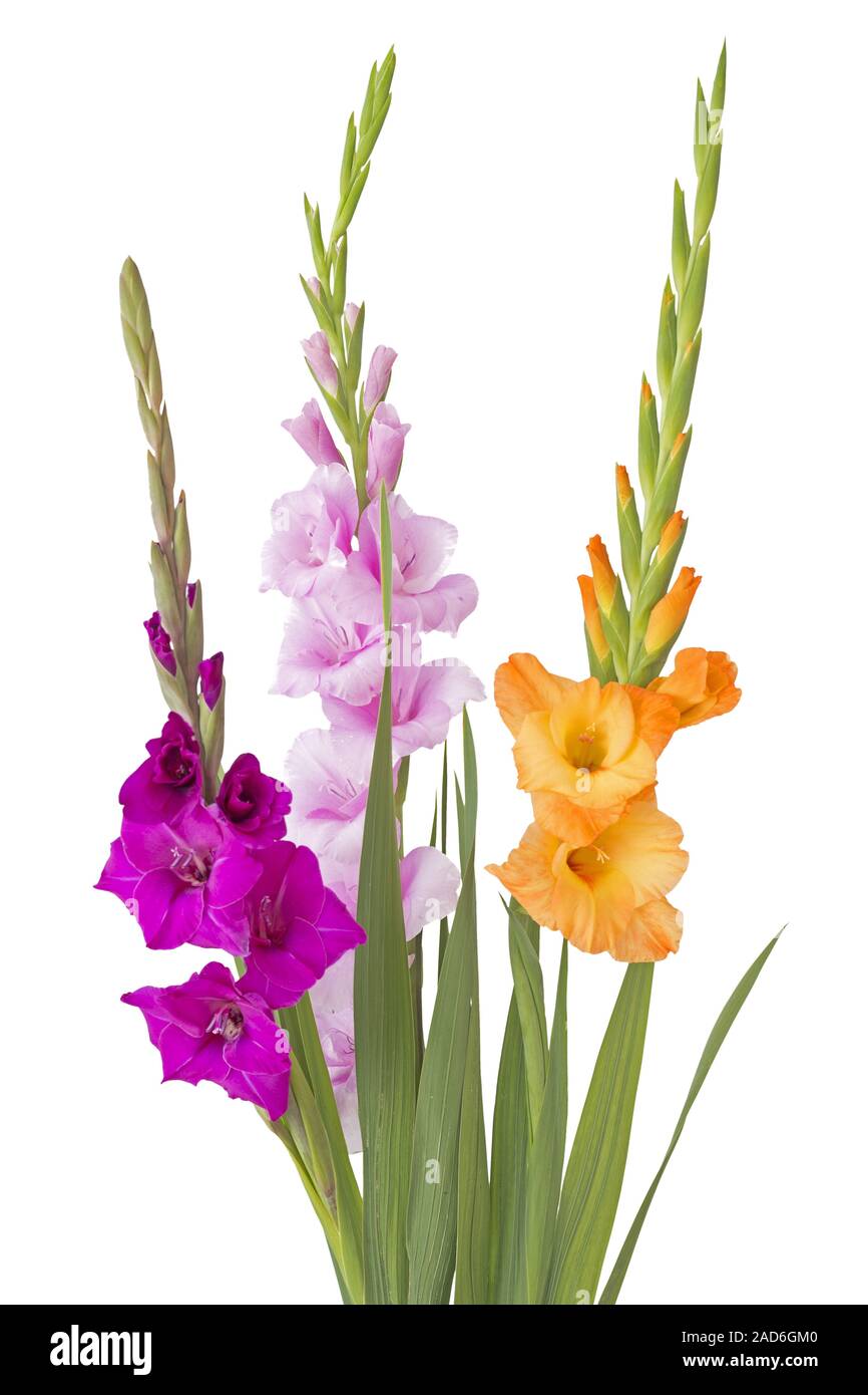 Beautiful Gladiola Flower Stock Photo