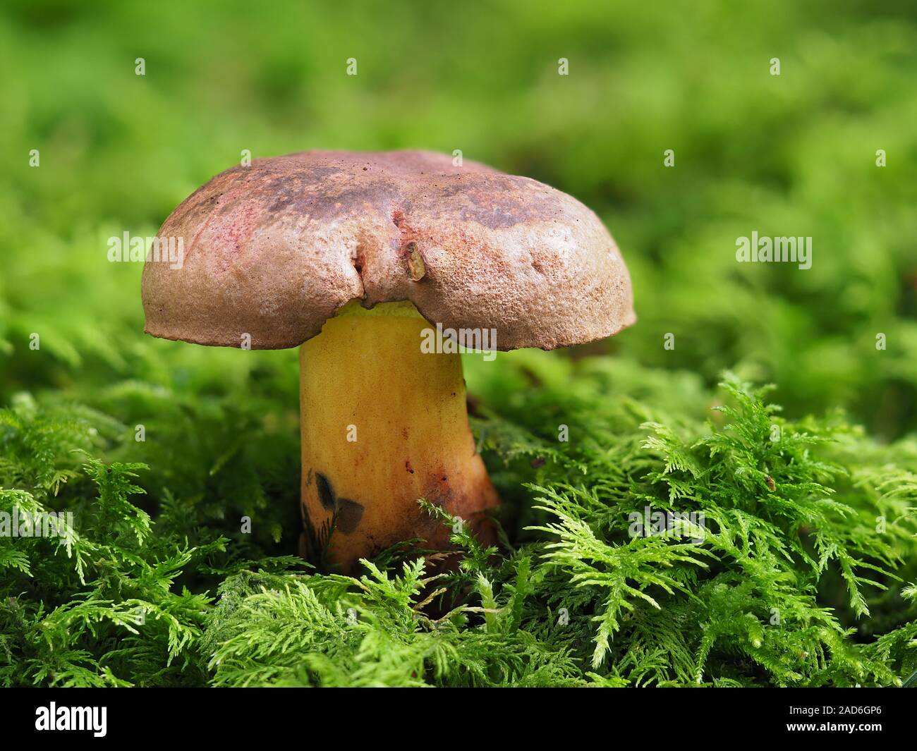 Boletus pulverulentus, Blackening Bolete mushroom Stock Photo