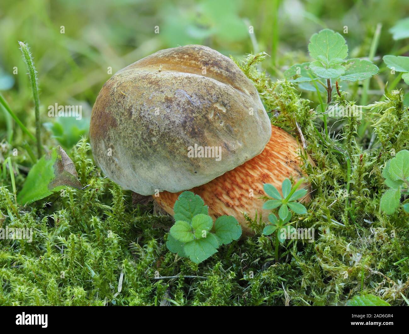 Lurid bolete, boletus luridus Stock Photo Alamy