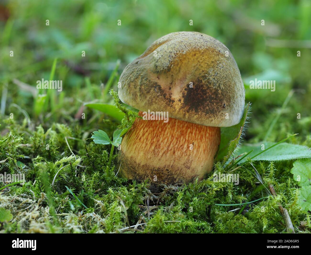 Lurid bolete, boletus luridus Stock Photo Alamy