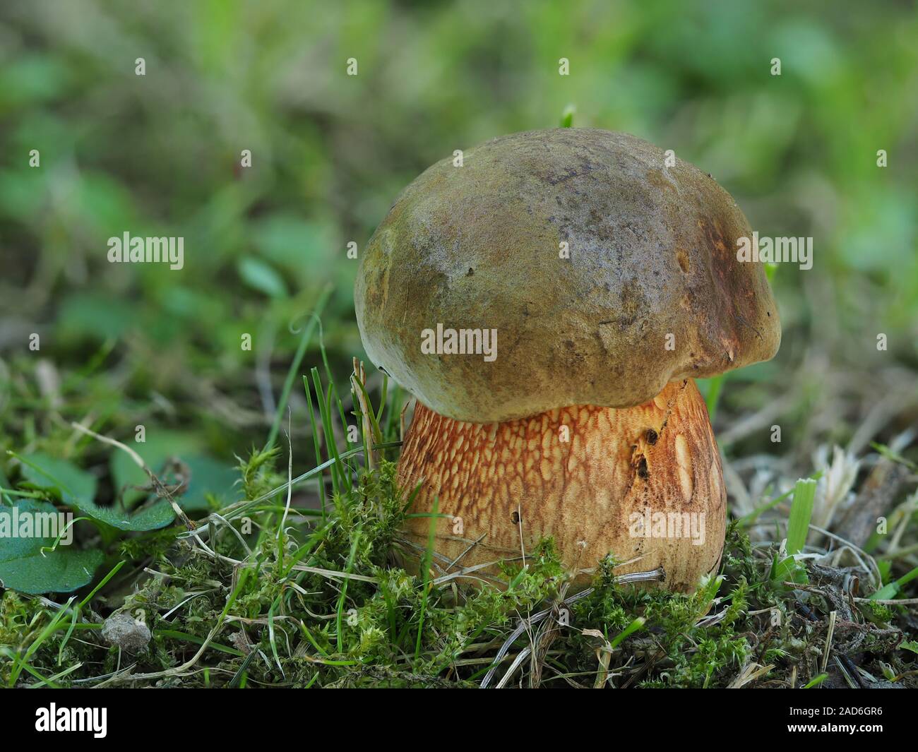 Lurid bolete, boletus luridus Stock Photo Alamy