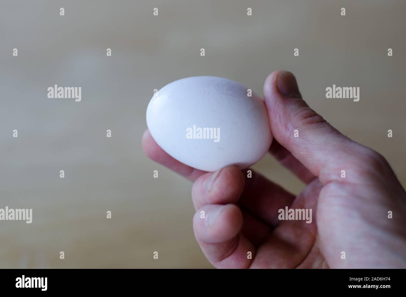 White organic egg hold by caucasian hand Stock Photo