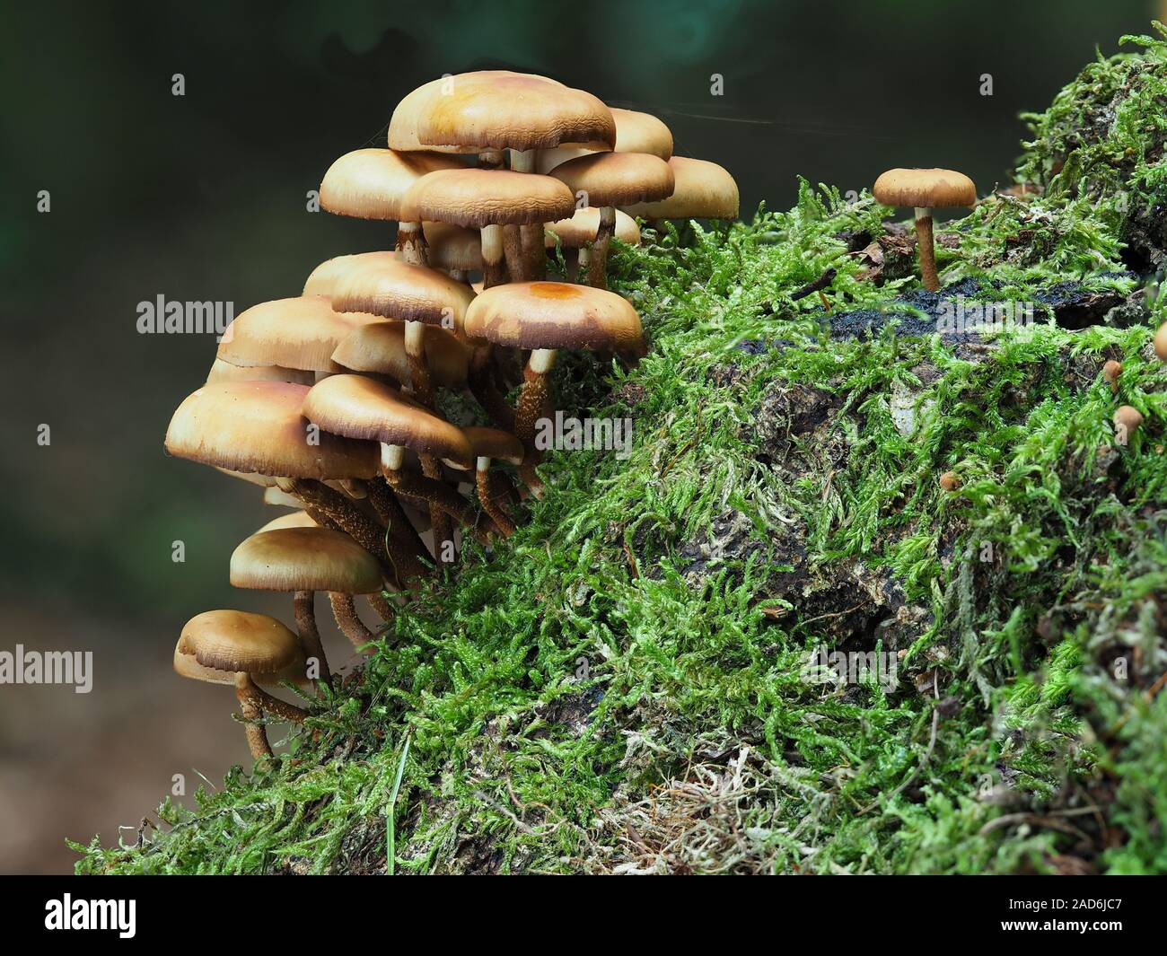 Sheathed woodtuft, Kuehneromyces mutabilis, Stock Photo