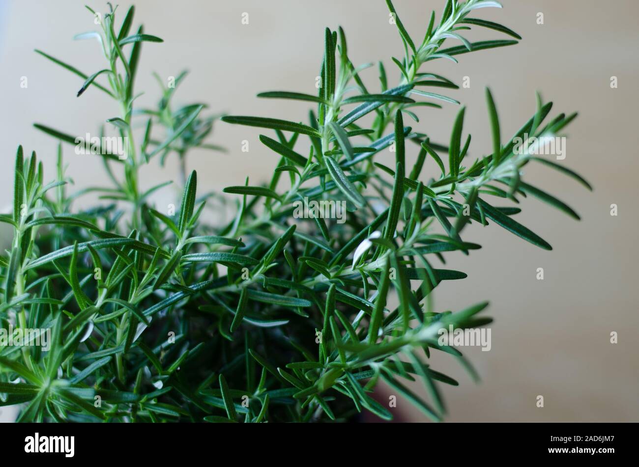 Rosemary in a pot on a wooden table closeup Stock Photo