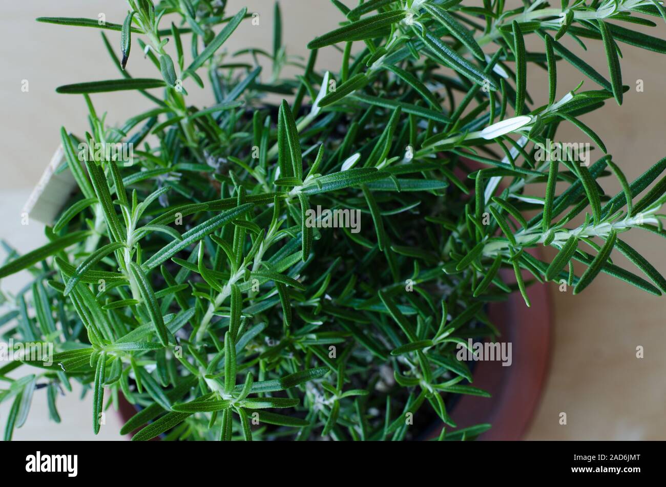 Rosemary in a pot on a wooden table closeup Stock Photo