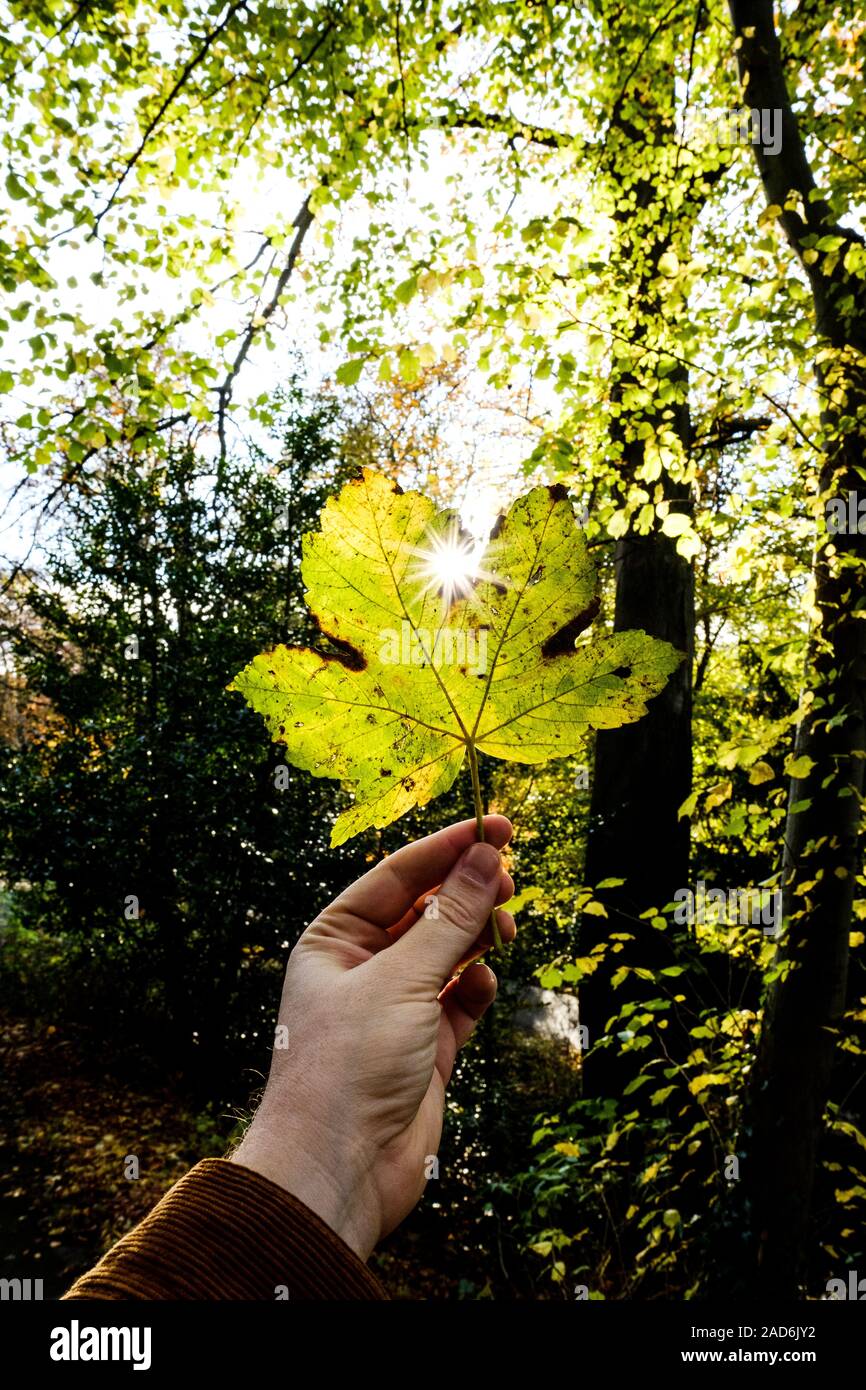Male Hand Holding a Leaf in Autumn Stock Photo