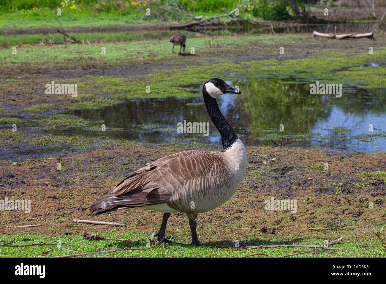 Canadian Geese, Madrona Marsh Wetlands is a vernal freshwater marsh and is approximately 43 acres. torrance, California, USA Stock Photo