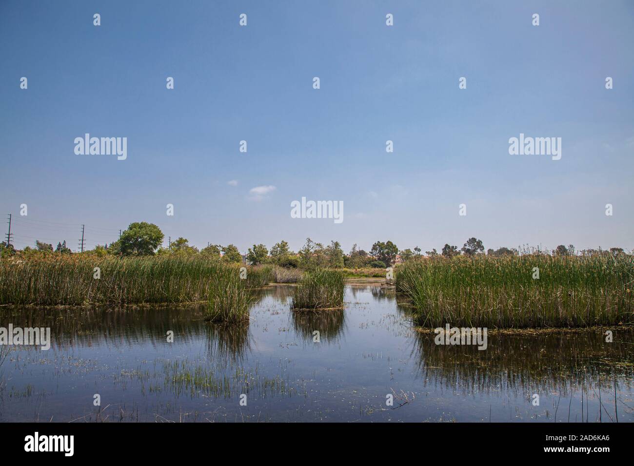 Madrona Marsh Wetlands is a vernal freshwater marsh and is approximately 43 acres. torrance, California, USA Stock Photo
