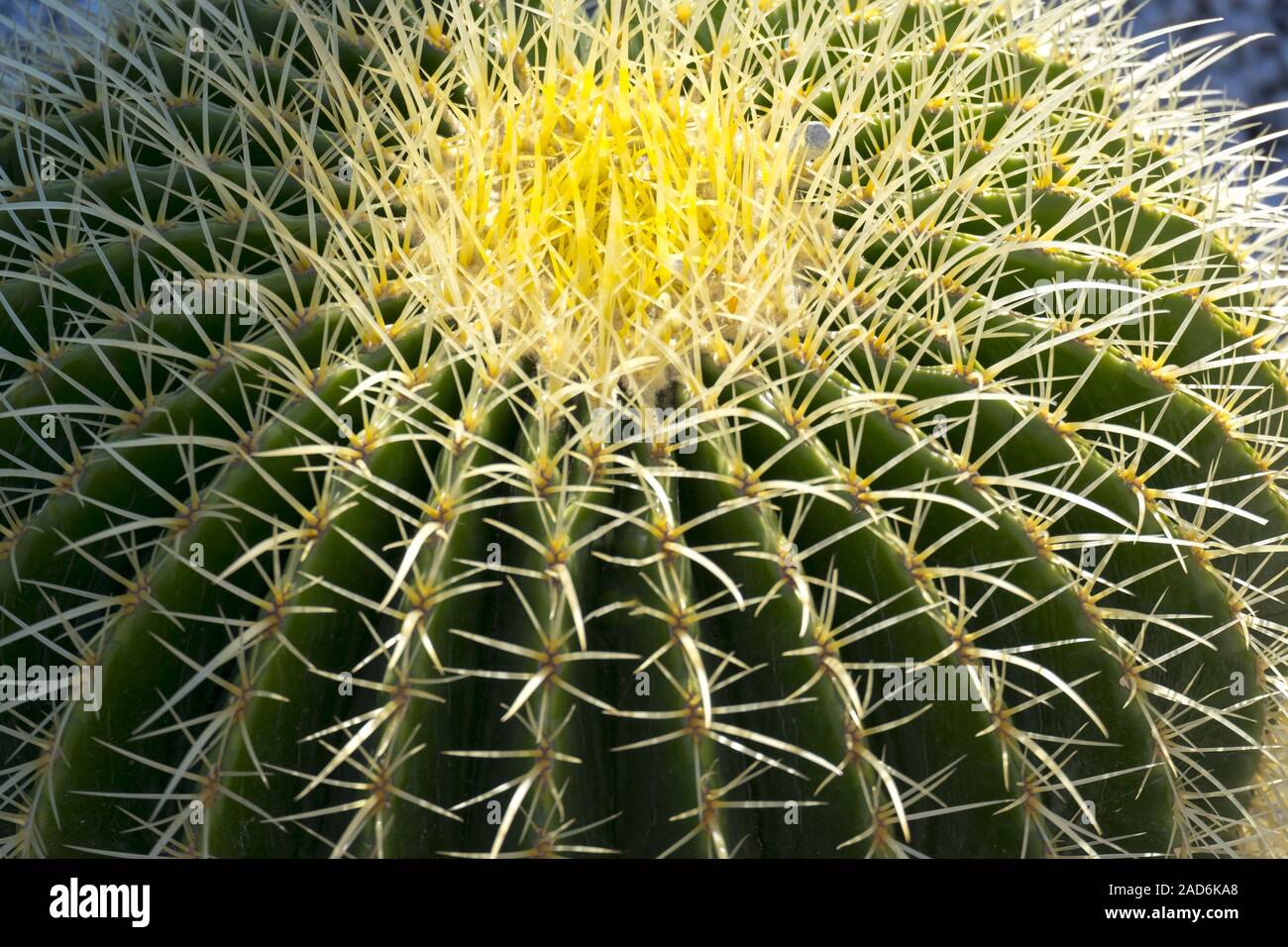 Gold ball cactus (Echinocactus grusonii) Stock Photo