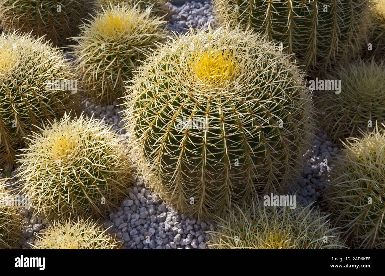 Gold ball cactus (Echinocactus grusonii) Stock Photo