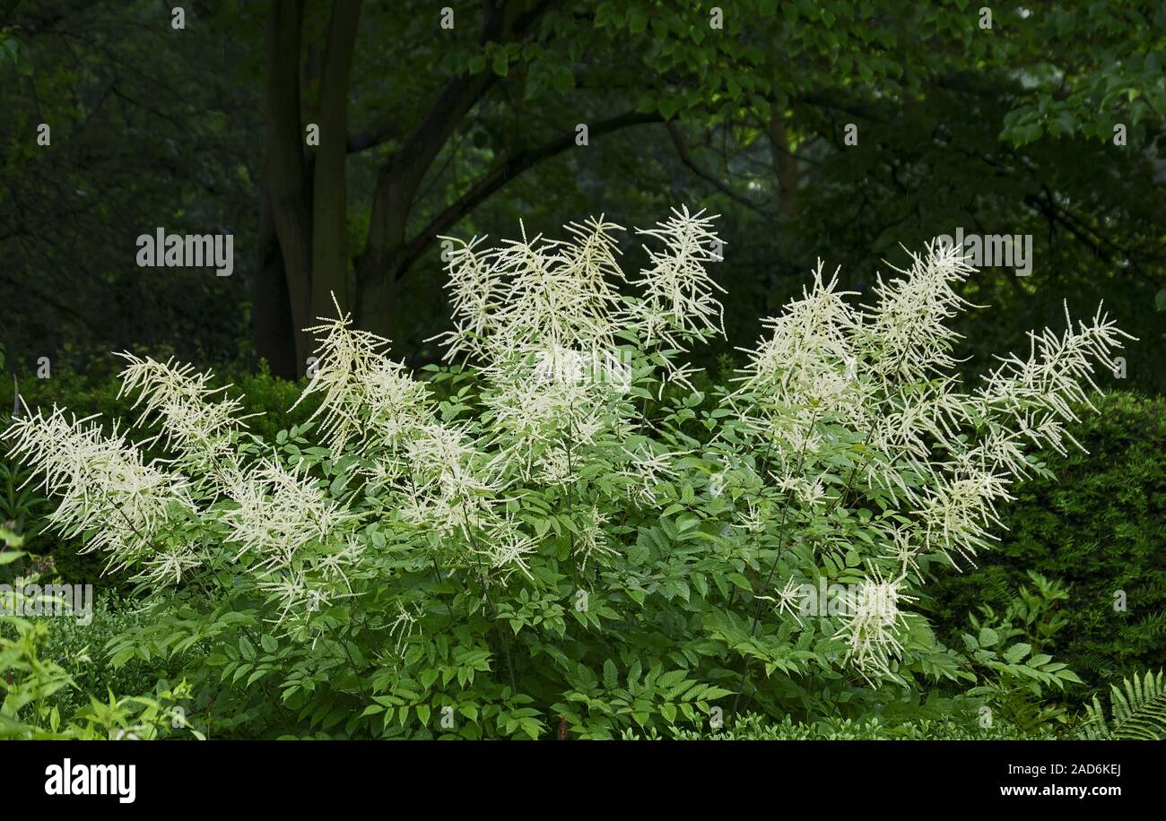 Forest whiskers (Aruncus dioicus) Stock Photo