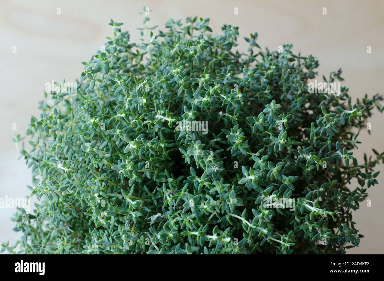 Thyme plant in closeup Stock Photo