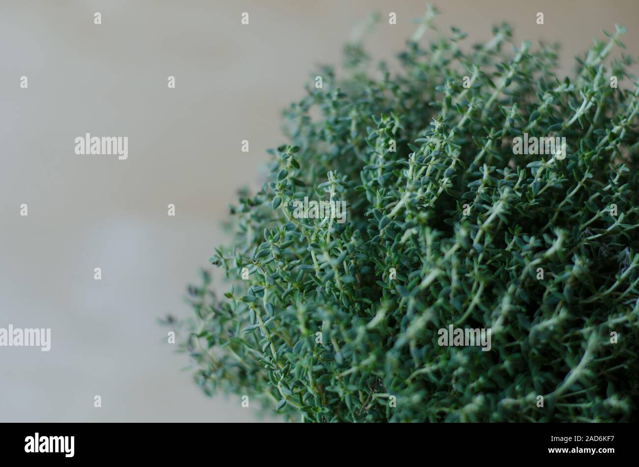 Thyme plant in closeup Stock Photo