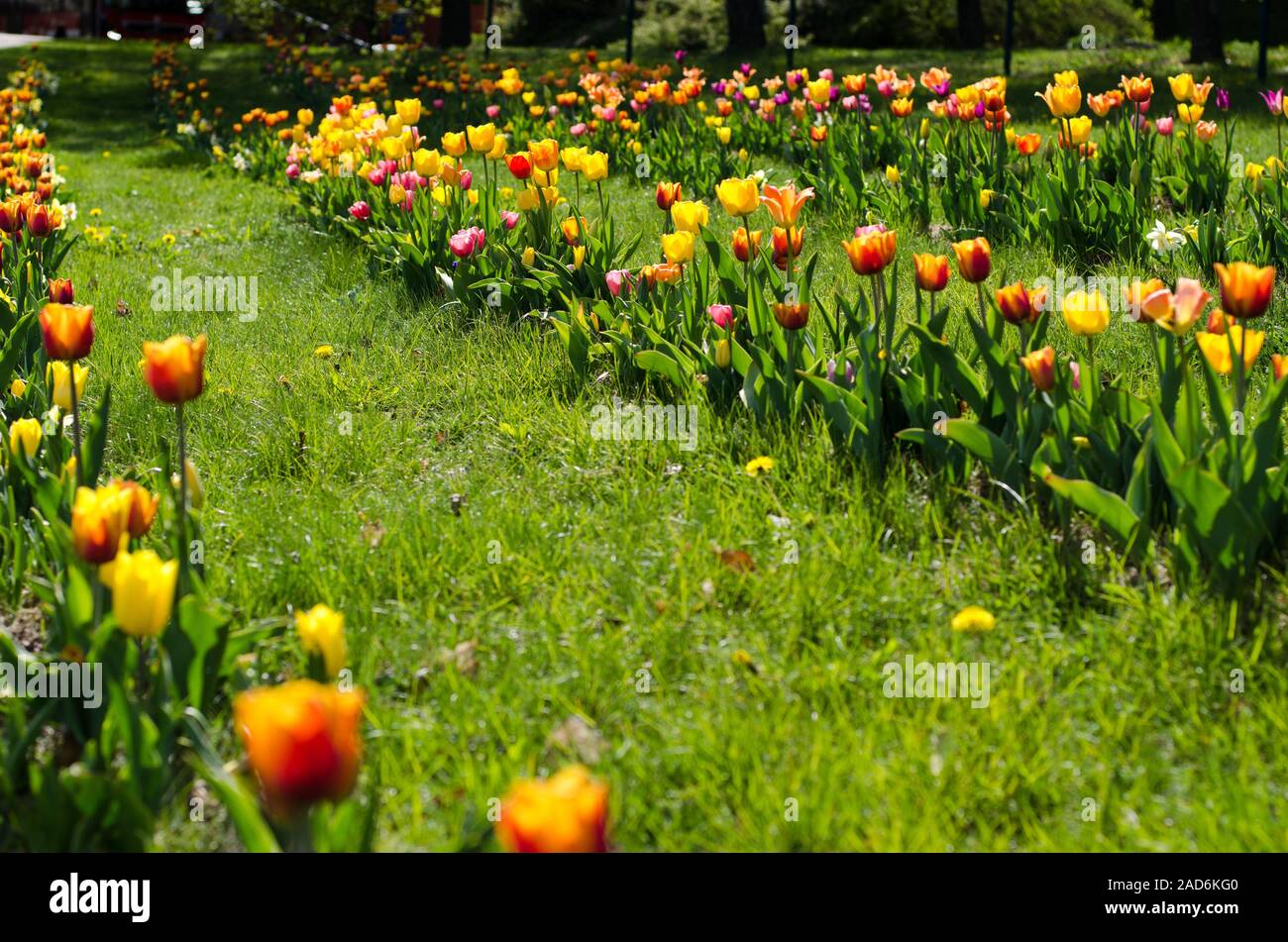 Tulips in several rows on a grassfield in a park Stock Photo