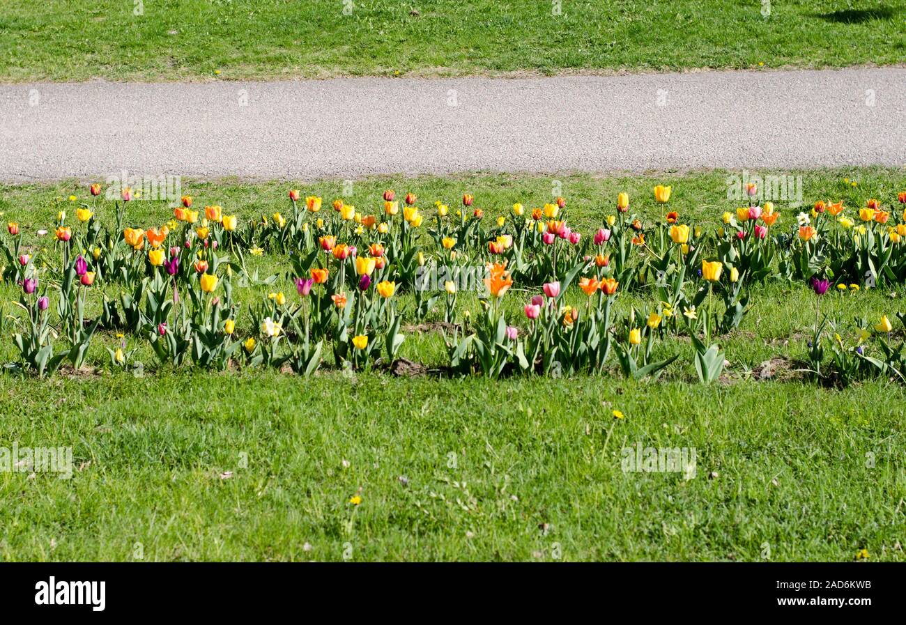 Tulips in several rows on a grassfield in a park Stock Photo