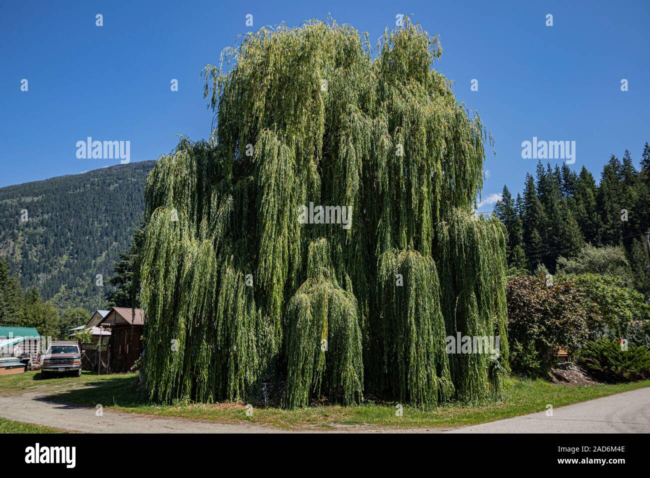 Weeping Willow High Resolution Stock Photography and Images - Alamy