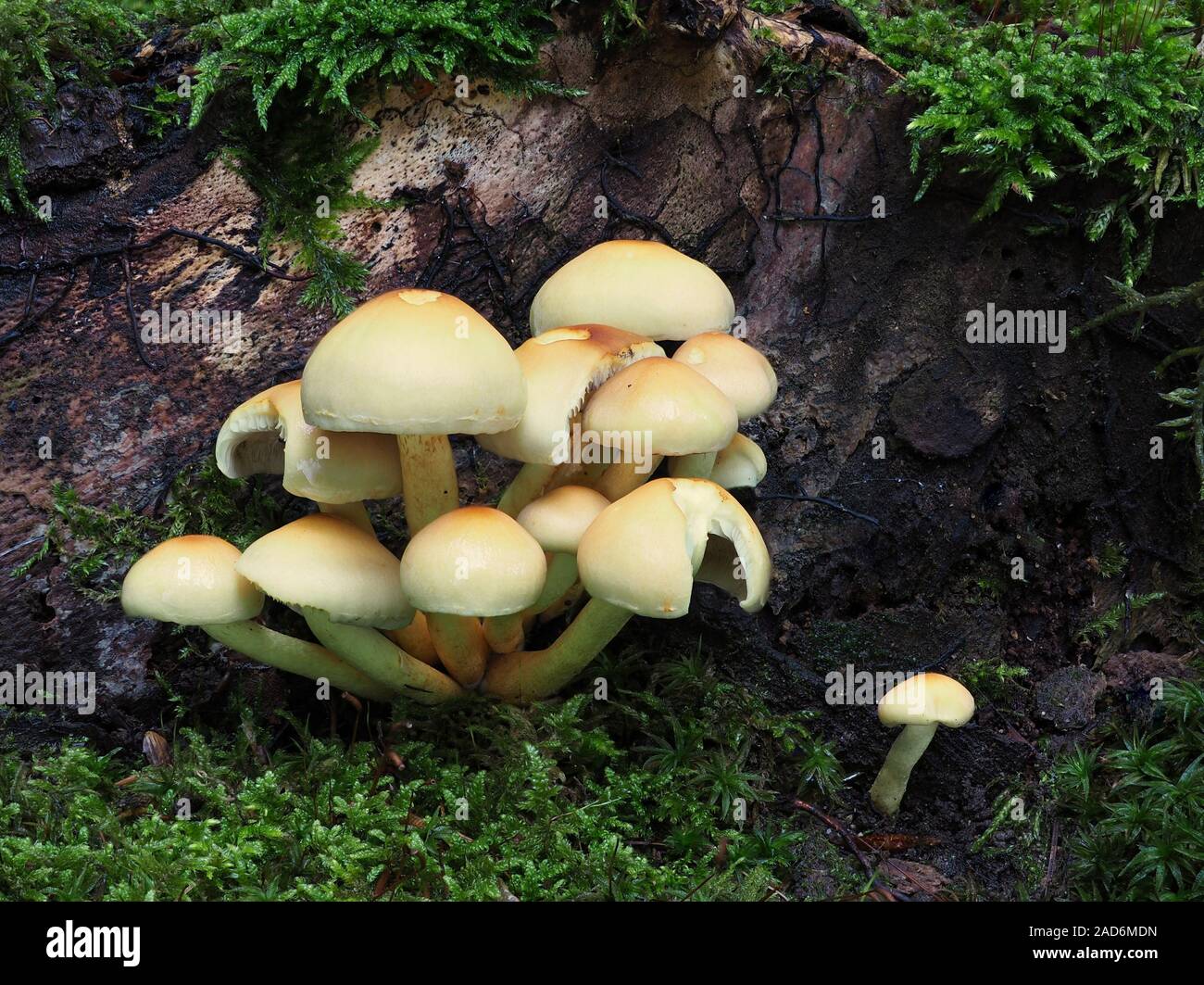 Sulphur tuft, Hypholoma fasciculare, Stock Photo