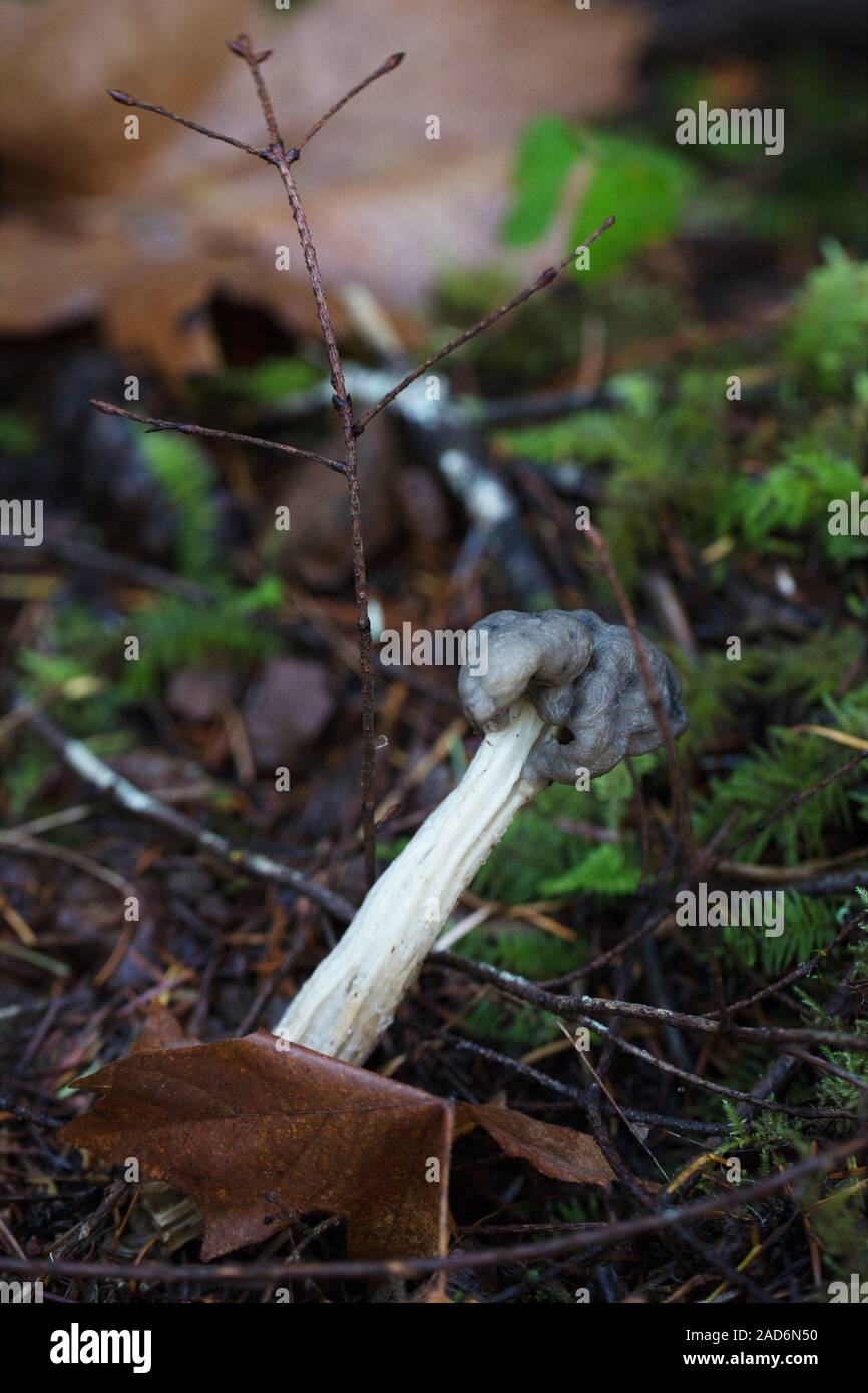 Helvella lacunosa - western black elfin mushroom on a forest floor in Oregon, USA. Stock Photo