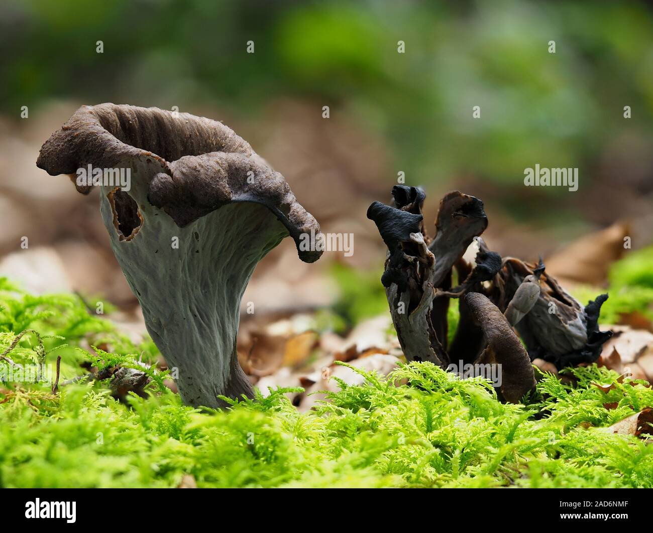 Horn of plenty, black chanterelle, Stock Photo
