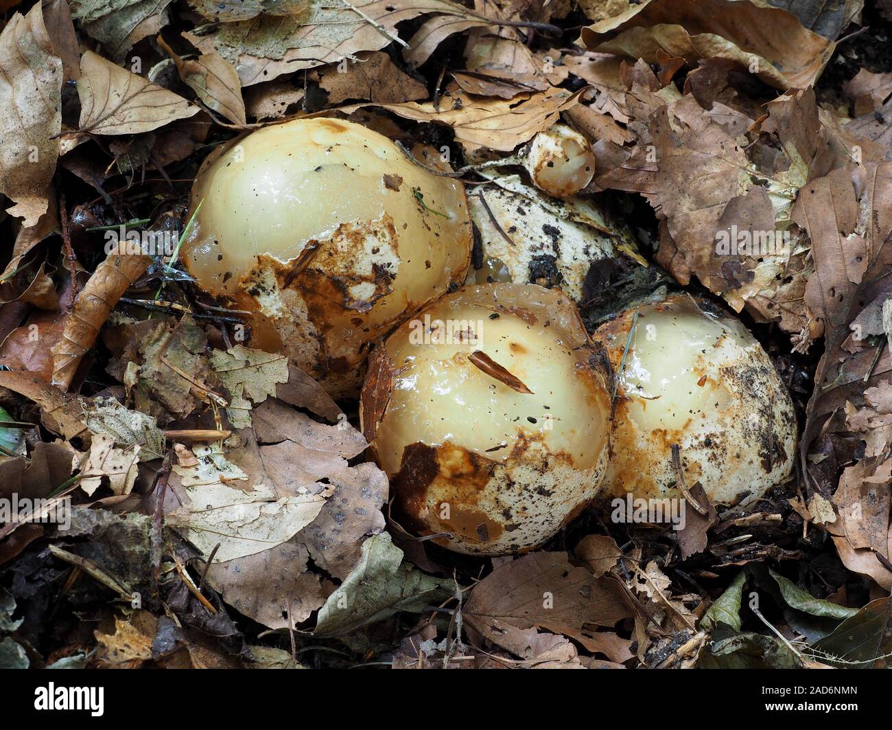witch's eggs of the common stinkhorn Stock Photo