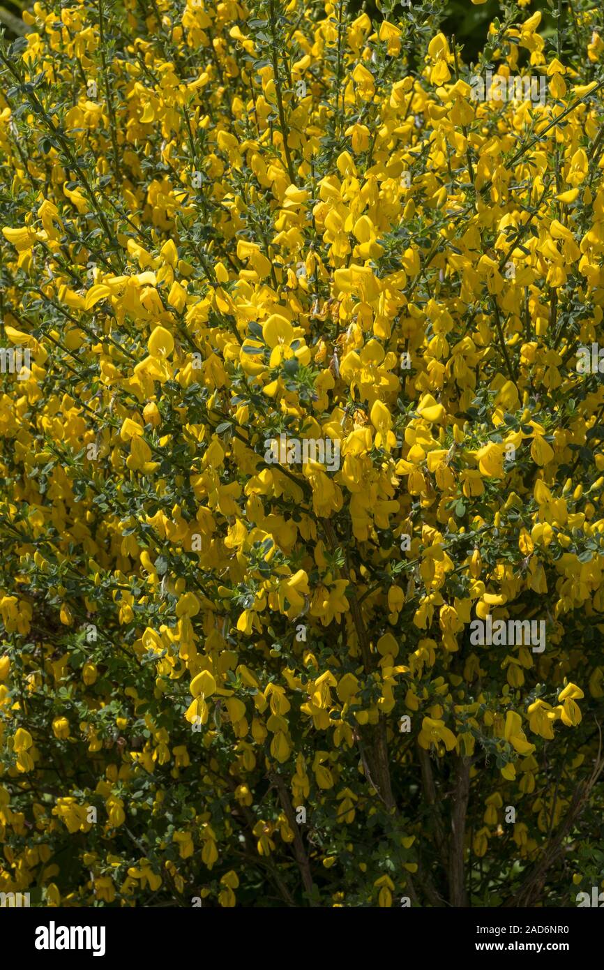 Common broom broom (Cytisus scoparius Stock Photo Alamy