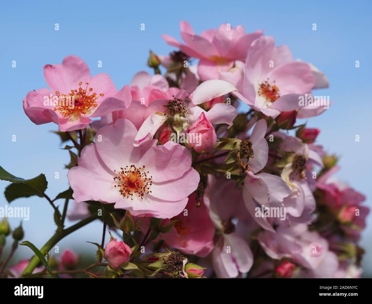 rose petals Stock Photo