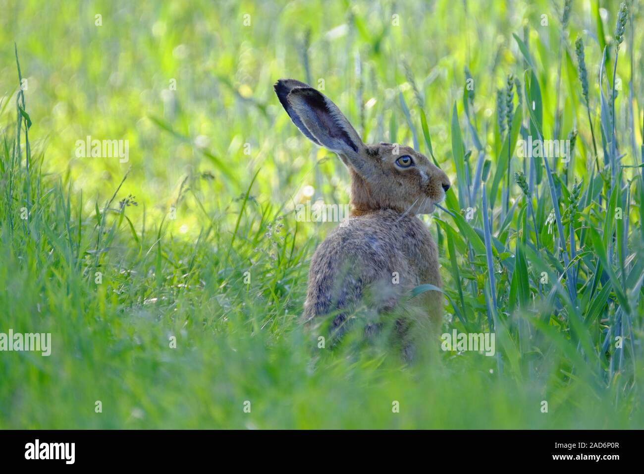 Hare, Lepus europaeus Stock Photo