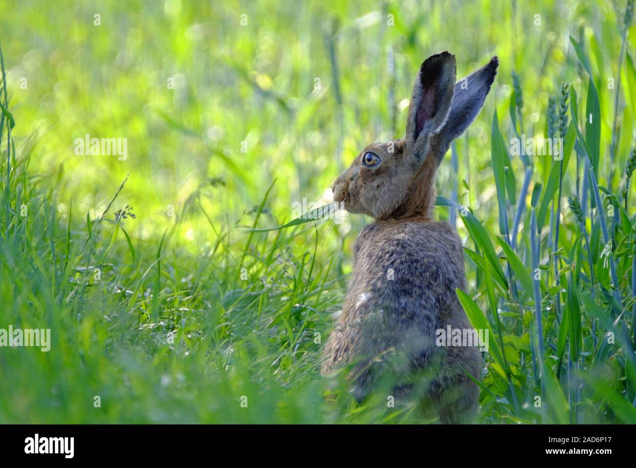Hare, Lepus europaeus Stock Photo