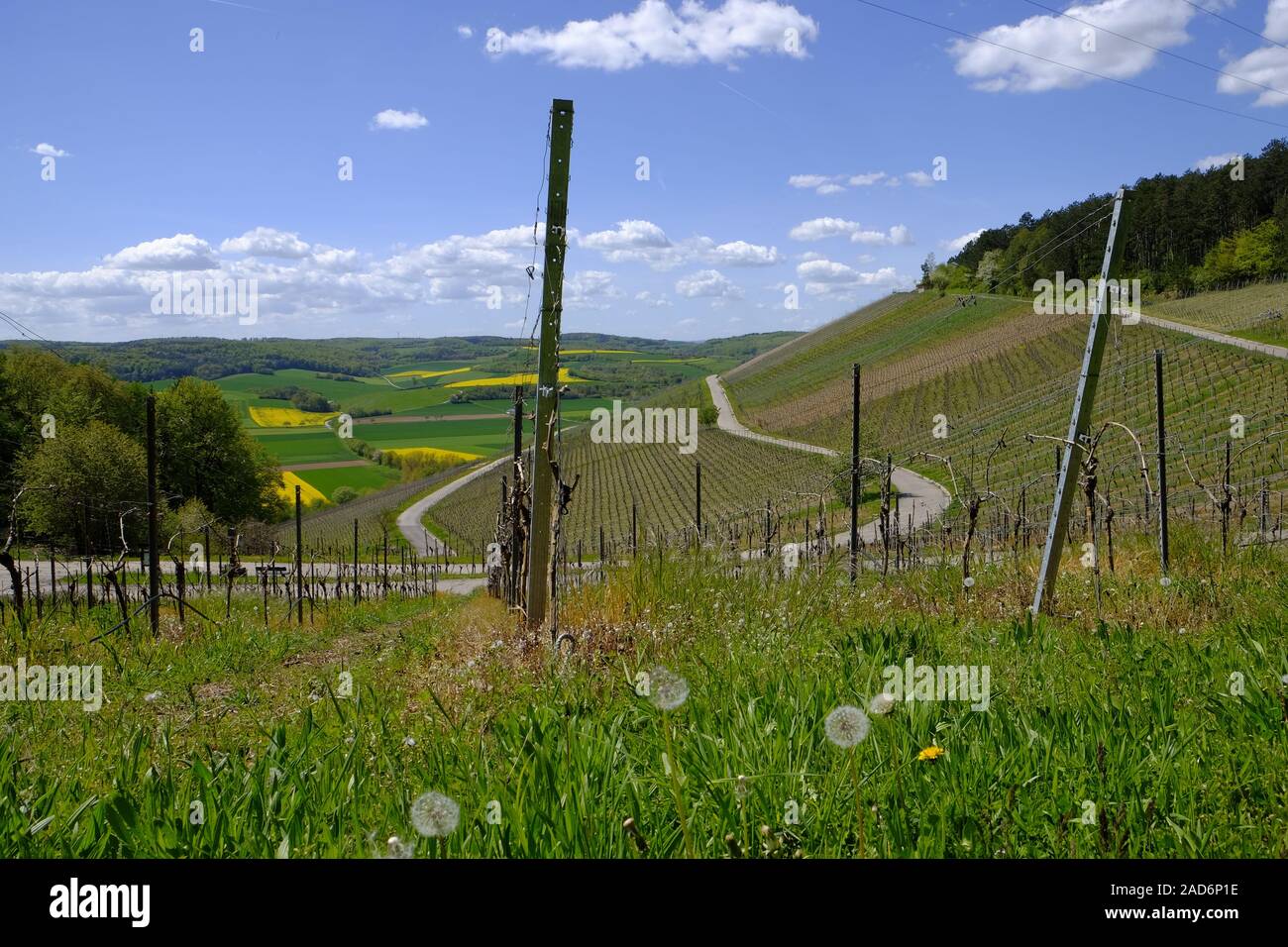 Landscape and vineyards near Stetten, Main-Spessart County, Lower Franconia, Bavaria, Germany Stock Photo