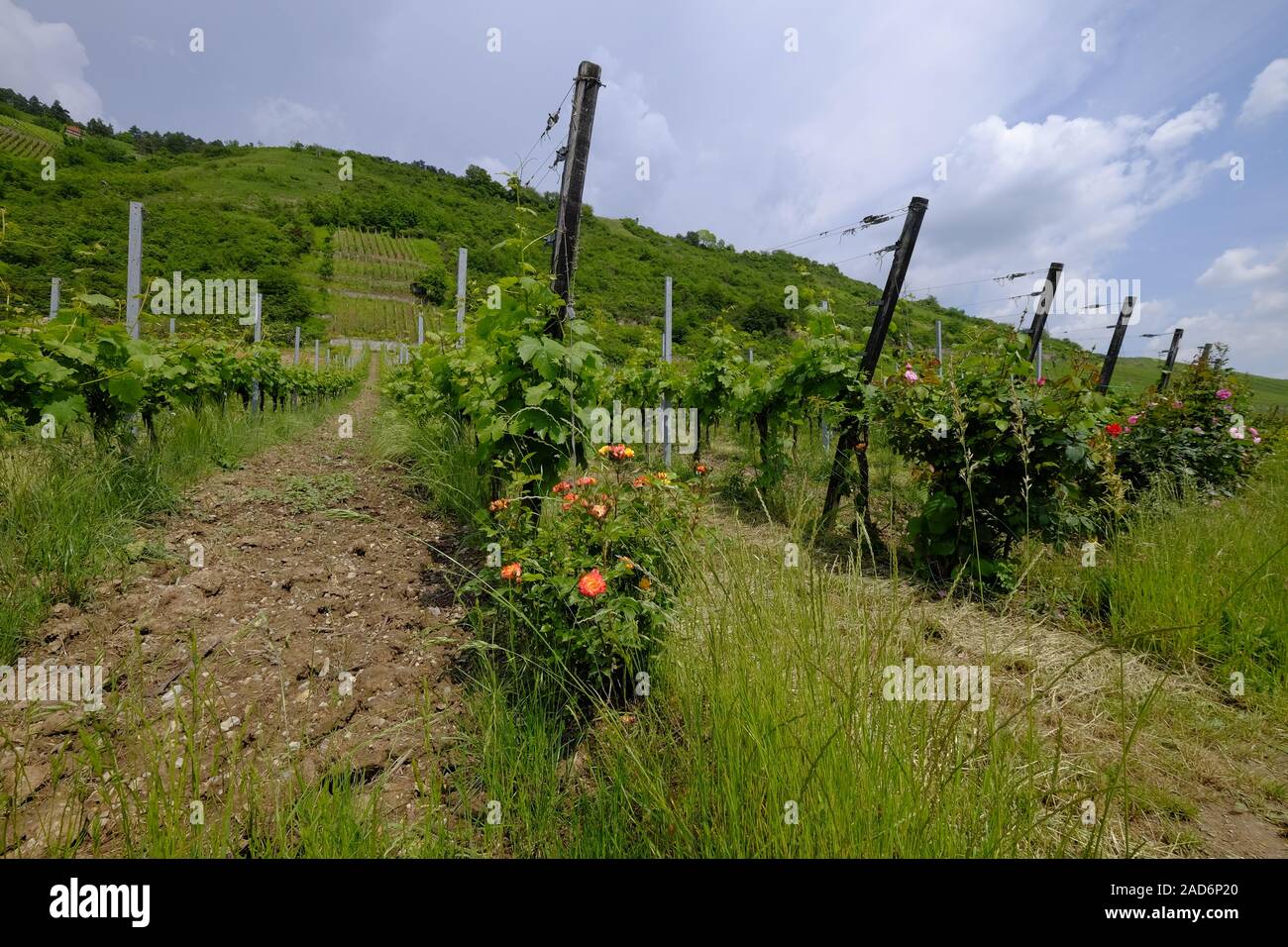 Vineyards near Thüngersheim, district Main-Spessart, Lower Franconia, Bavaria, Germany Stock Photo
