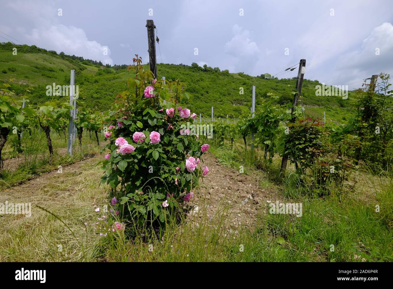 Vineyards near Thüngersheim, district Main-Spessart, Lower Franconia, Bavaria, Germany Stock Photo