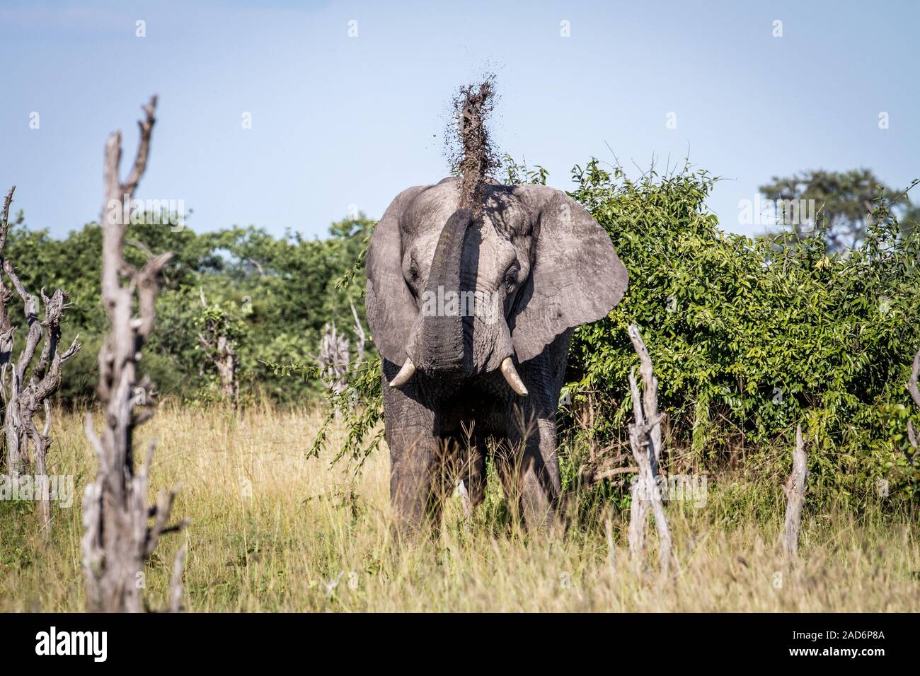 Elephant throwing mud on his back Stock Photo Alamy