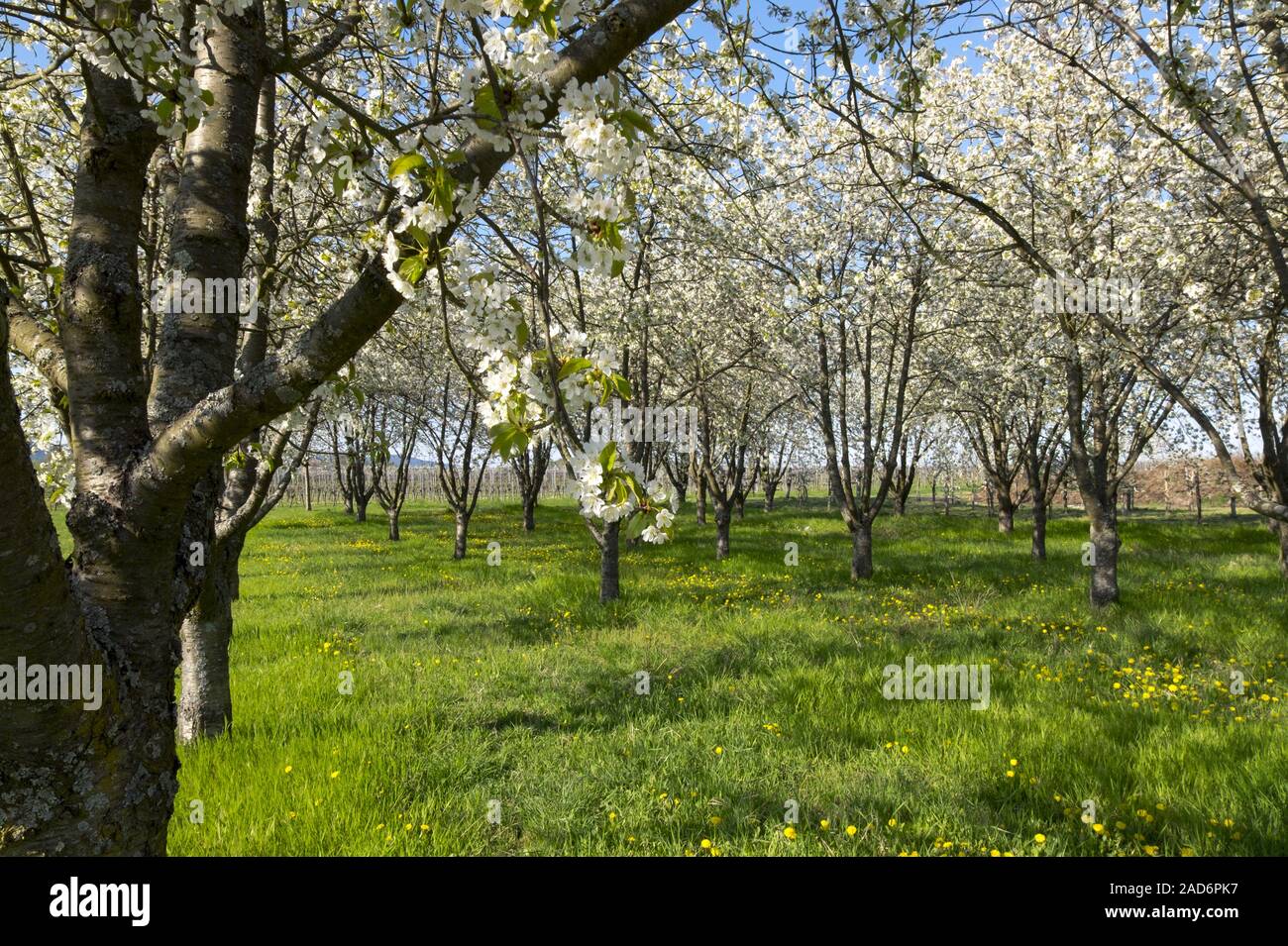 Fruit tree plantation with blossoming cherry trees (Prunus avium) Stock Photo
