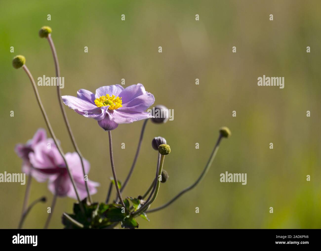 autumn anemone Stock Photo