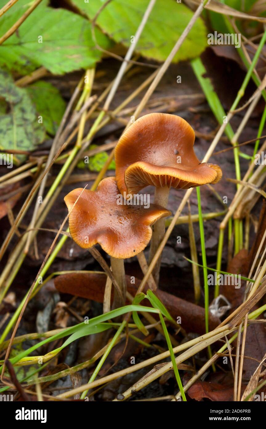 Wavy Cap (psilocybe cyanescens) psychedelic fungi (magic mushrooms