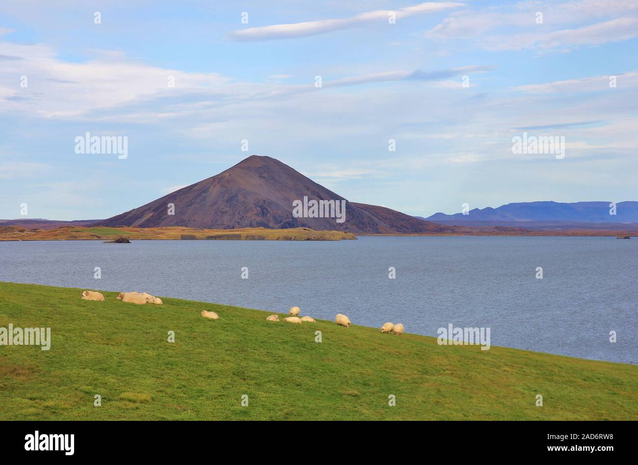 Late summer day at lake Myvatn, Iceland. Green meadow with a sheep herd. Stock Photo