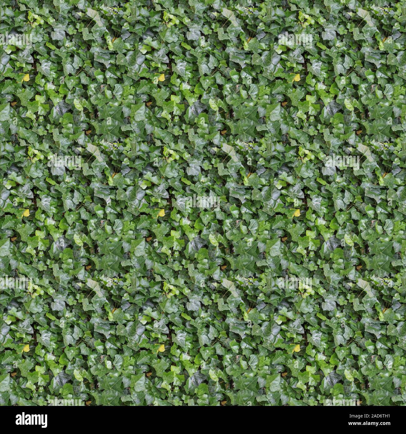 seamless green ivy texture background Stock Photo