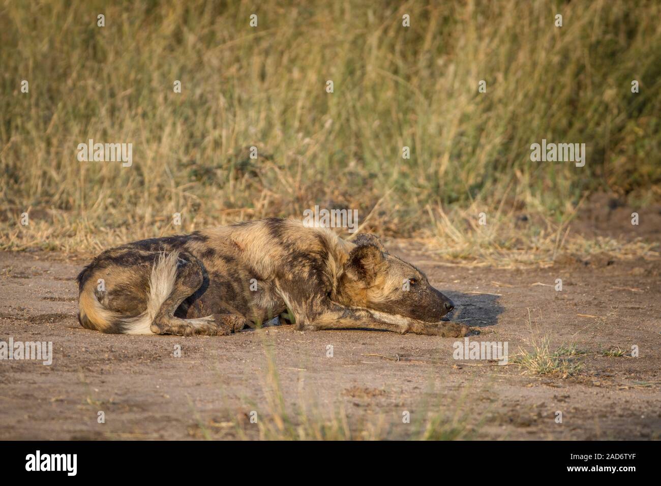 African wild dog laying on the dirt. Stock Photo