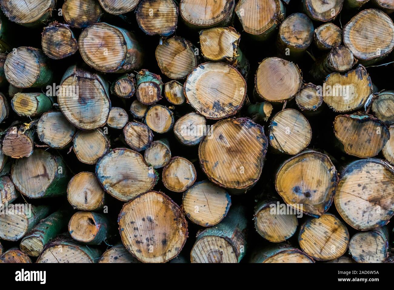 diverse wood logs in closeup, nature pattern background, lumbered fire ...