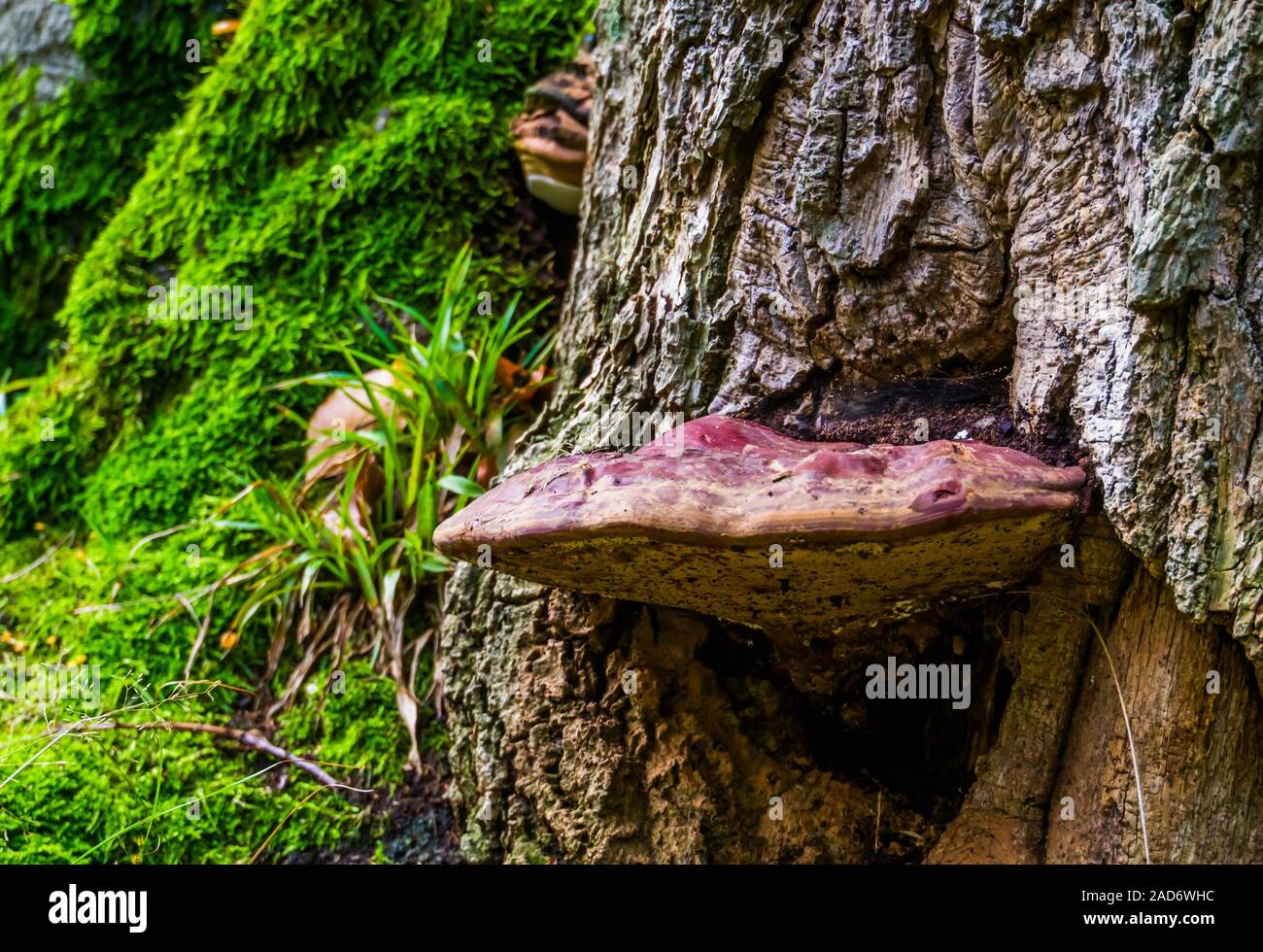 closeup of a beefsteak fungus growing on a tree, common and edible mushroom, Fungi specie from Europe and Britain Stock Photo