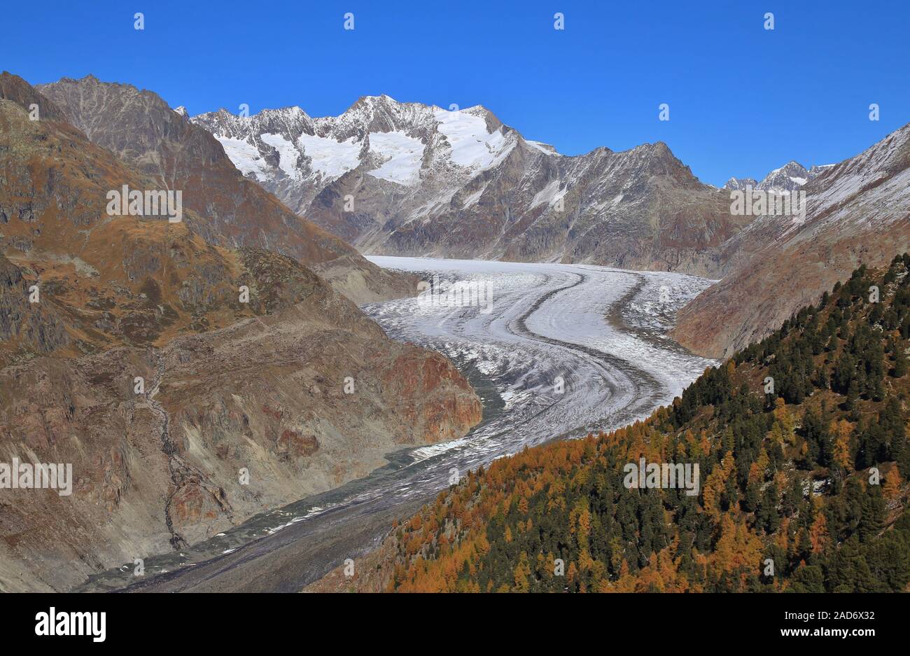 Aletsch glacier on a autumn day. Longest glacier of the Alps. Colorful forest. Stock Photo