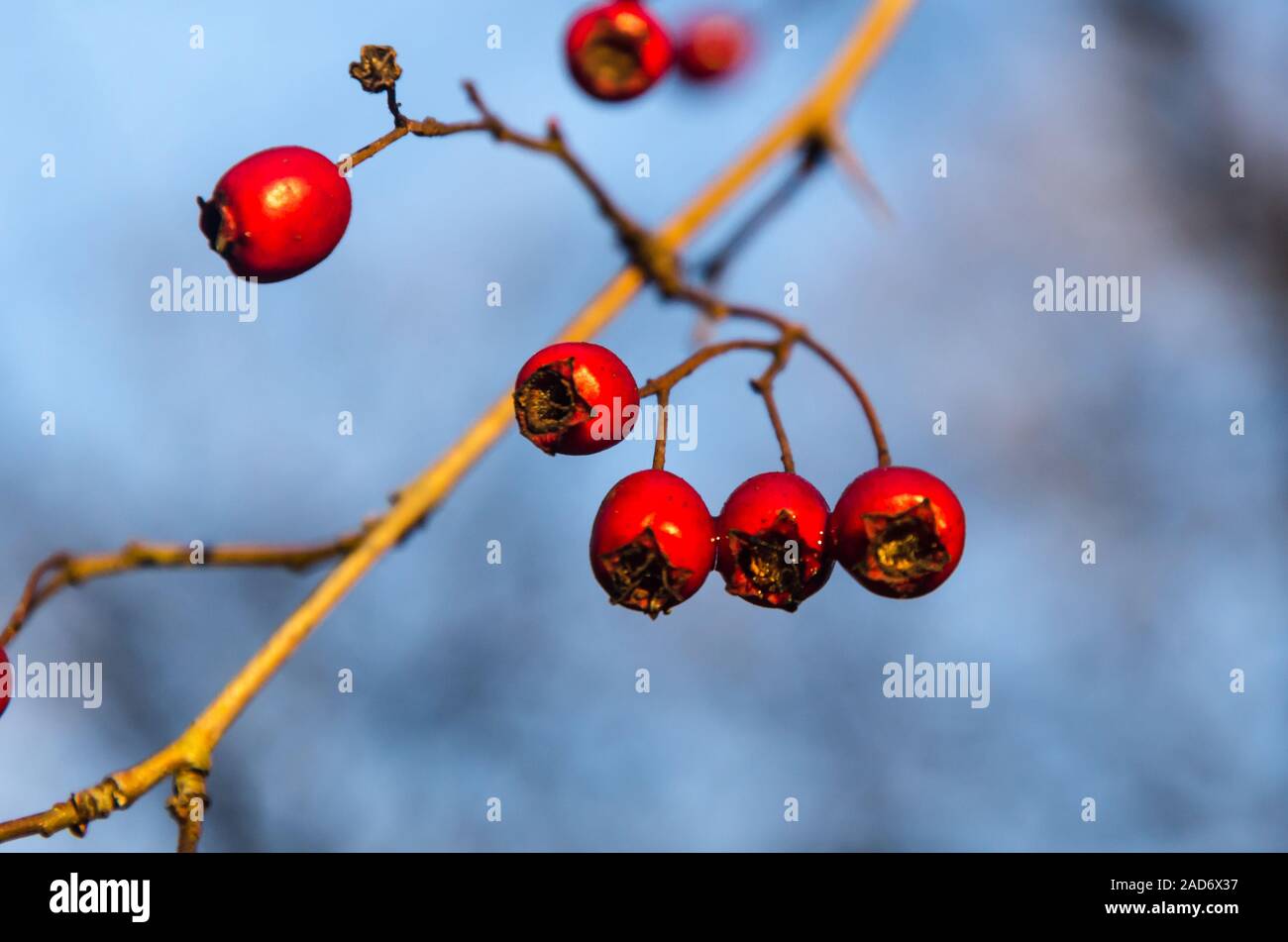 Red glowing hawthorn berries by a blue sky Stock Photo