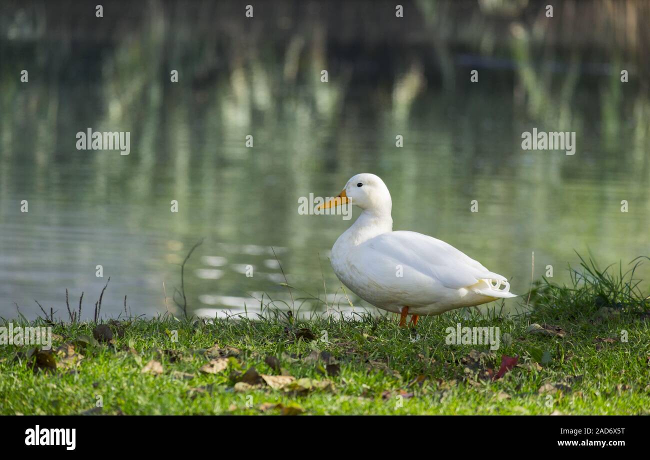 White duck (Anatidae), domestic duck Stock Photo