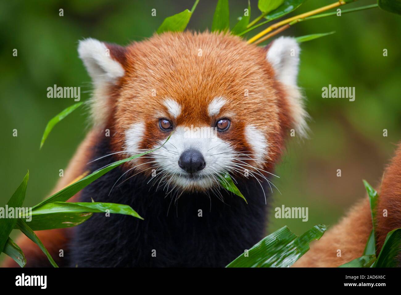 The Red Panda, Ailurus fulgens, or 'shining cat', is a small arboreal mammal and the only species of the genus Ailurus. China. Stock Photo