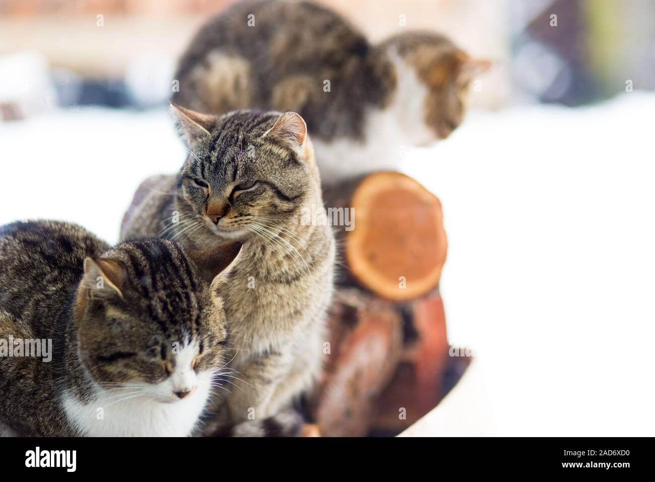 cats in snow Stock Photo
