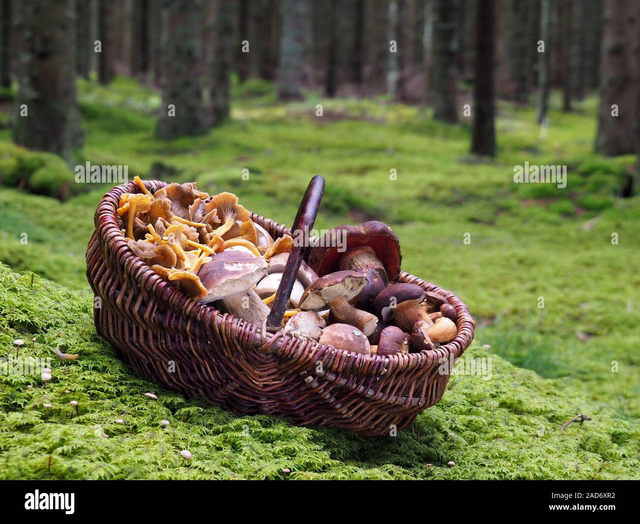 Mushroom basket with different types of mushroom Stock Photo