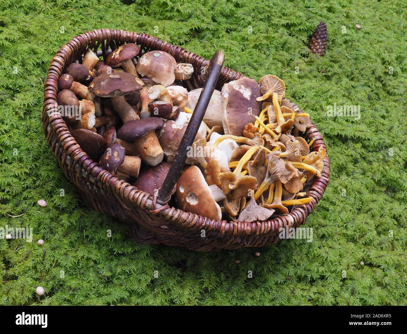 Mushroom basket with different types of mushroom Stock Photo